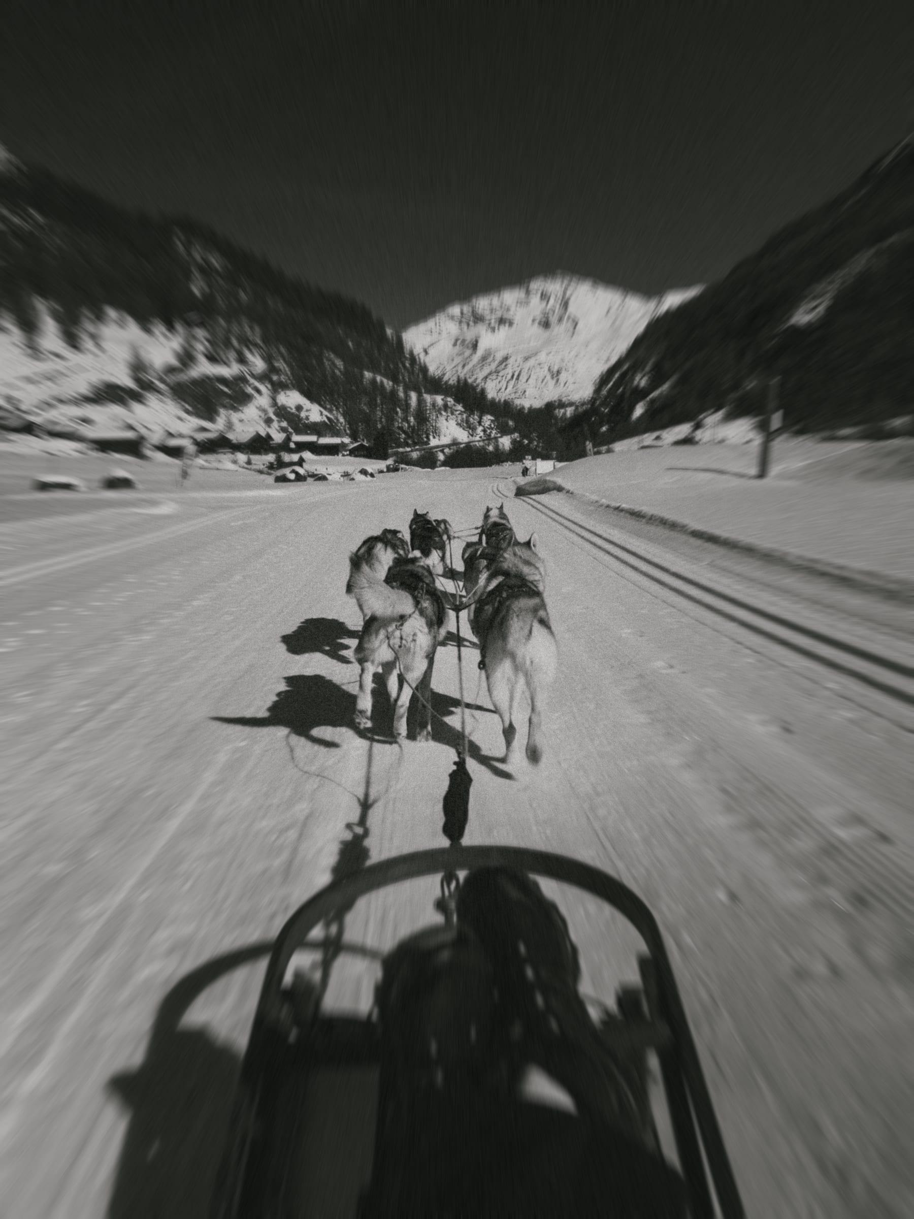 The dogs strung out down the track ahead of the sled
