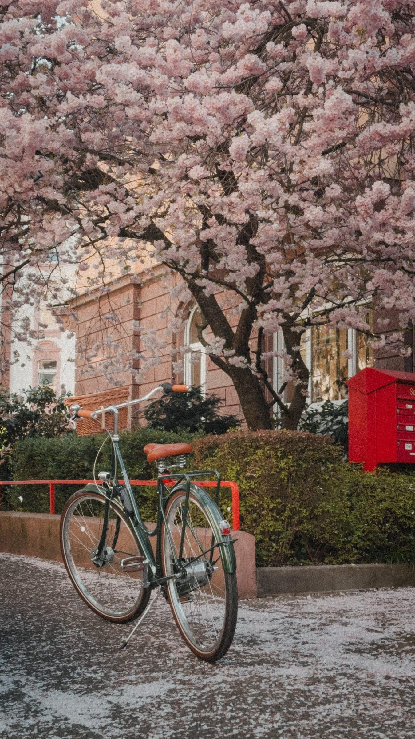 The green bicycle parked under a cherry tree in full blossom, a red post box behind it
